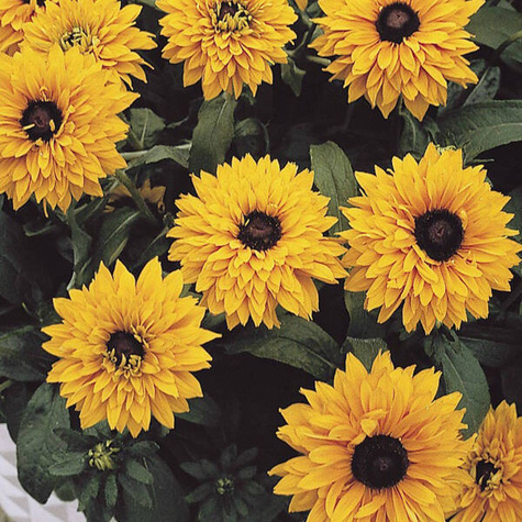 Rudbekia owłosiona Rudy Double Rose Yellow (C2)