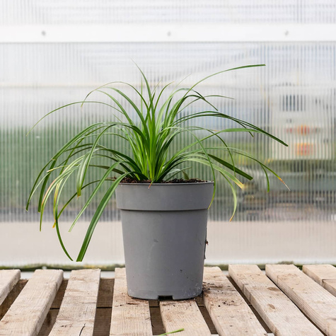 Turzyca oszimska Evergreen (C2)