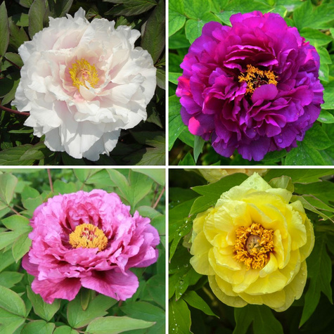Peonia Piwonia drzewiasta 1 szt. mix kolorów (C2)