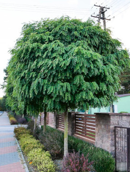 Robinia Akacjowa Umbraculifera Na Pniu 