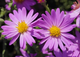 Aster krzaczasty Heinz Richard fioletowy