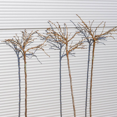 Agrest biały Hinnonmaki Gelb na pniu Plant Pack