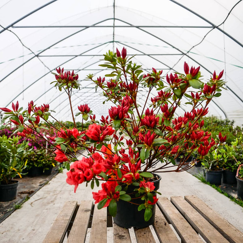 Azalia japońska Signalgluhen (C2)