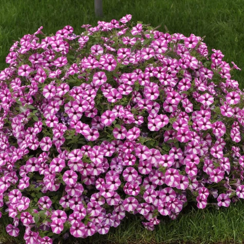 Surfinia Supertunia Vista Raspberry Star samoczyszcząca