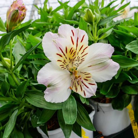 Alstremeria ogrodowa Times Valley (C2)