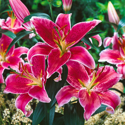 Lilia orientalna Stargazer biało-różowa