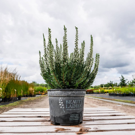 Wrzos pospolity biały pączkowy