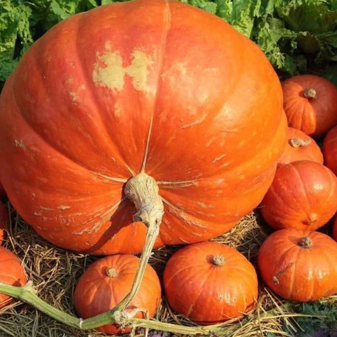 Dynia olbrzymia ATLANTIC GIANT 3g