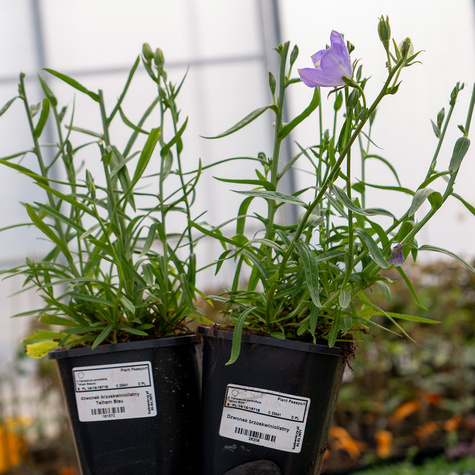 Dzwonek brzoskwiniolistny (C2)