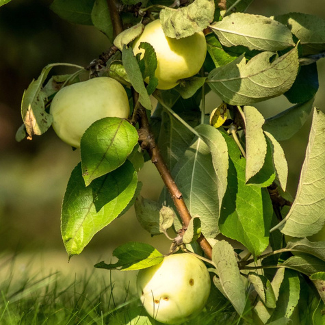 Jabłoń Oliwka Żółta (Papierówka) w doniczce (C2)