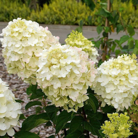 Hortensja bukietowa Little Cotton Cream (C2)
