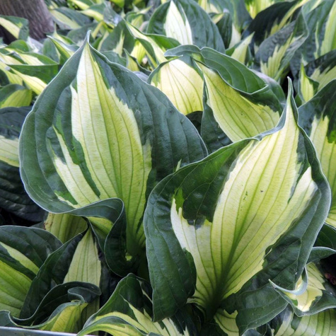 Funkia ogrodowa Colored Hulk (C2)