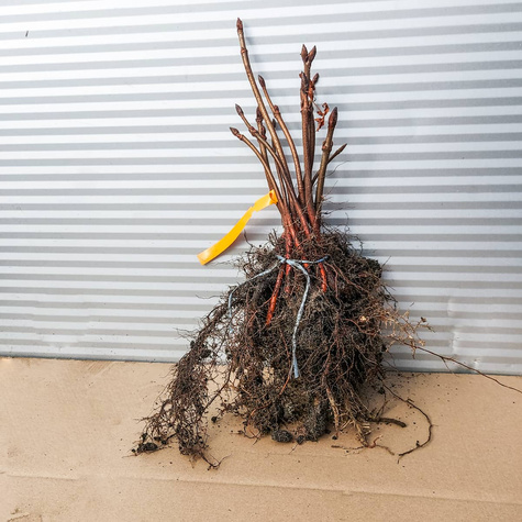 Kasztanowiec zwyczajny Plant Pack