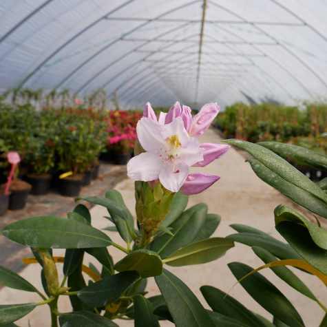 Różanecznik wielkokwiatowy Cunningham's Blush (C2)