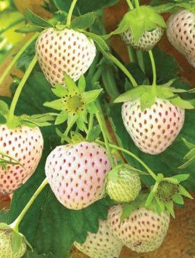 Zestaw Truskawka Biała Ananasowa FRIGO 10szt.