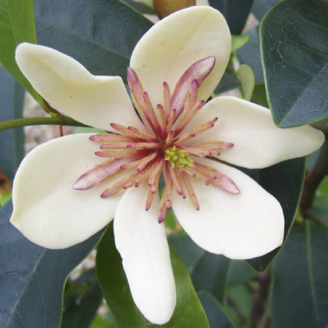 Mitchella White Caviar (P9)