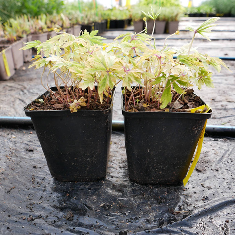 Zawilec żółty (C2)