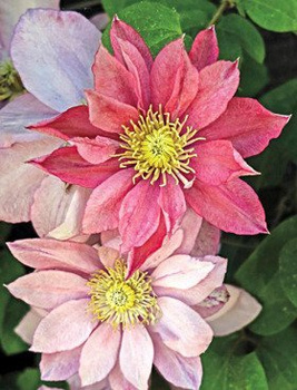Powojnik Clematis wielkokwiatowy Little Mermaid