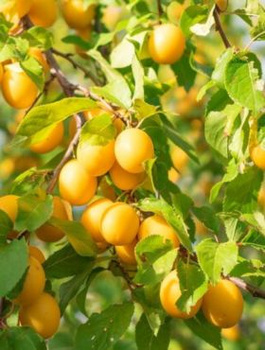 Śliwa wiśniowa ałycza Złoty Obłok (C2)