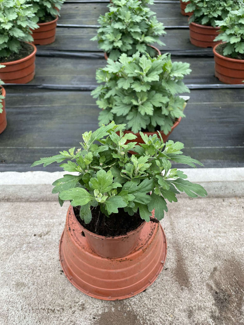 Chryzantema drobnokwiatowa Jasoda Dark Pink sadzonki w doniczce P11