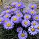 Aster alpejski Violet