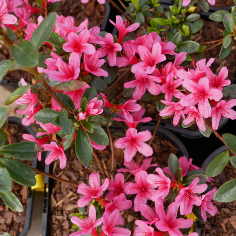 Azalia japońska Delikatna różowa (C2)