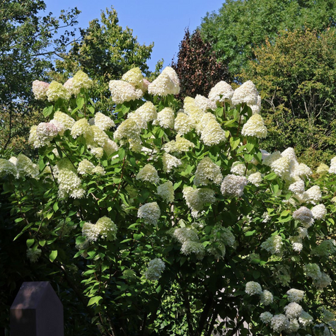Hortensja bukietowa Grandiflora olbrzymie kwiaty (P9)