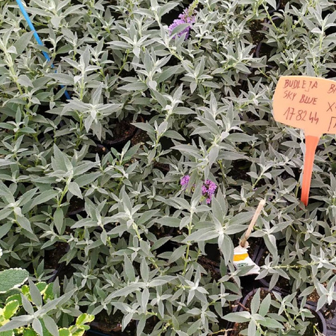 Budleja Dawida Summer Bird Sky Blue karłowa na balkon (C2)