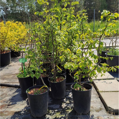 Grab pospolity doniczka (C5)