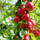 Jabłoń Alwa Plant Pack