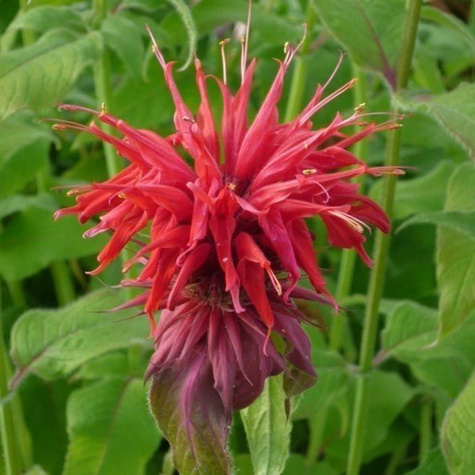 Pysznogłówka ogrodowa Cambridge Scarlet (C2)