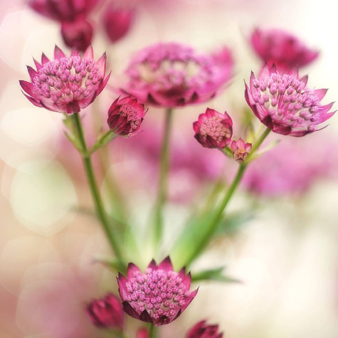 Jarzmianka większa Claret (C2)