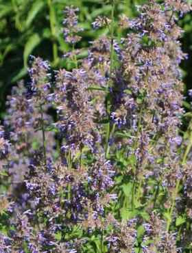 Kocimiętka wielkokwiatowa Pool Bank (P9)