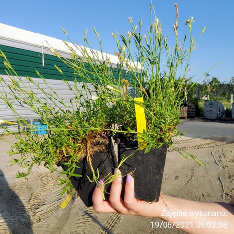 Goździk kropkowany White (C2)