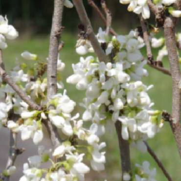 Judaszowiec kanadyjski biały (C2)