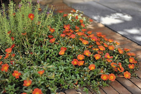 Portulaka zwisająca pomarańczowa