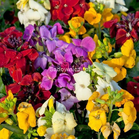 Lak pospolity pachnący letni mieszanka 1g