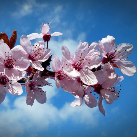 Mikoryza do drzewek owocowych czereśni i wiśni150g