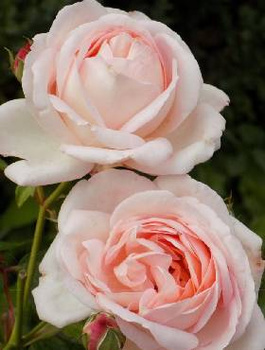 Róża parkowa Renaissance® Clair (C2) pachnąca 