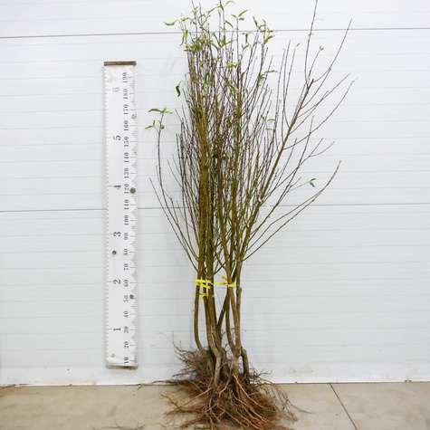 Brzoskwinia Maycrest Plant Pack