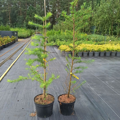 Modrzew japoński Larix kaempferi