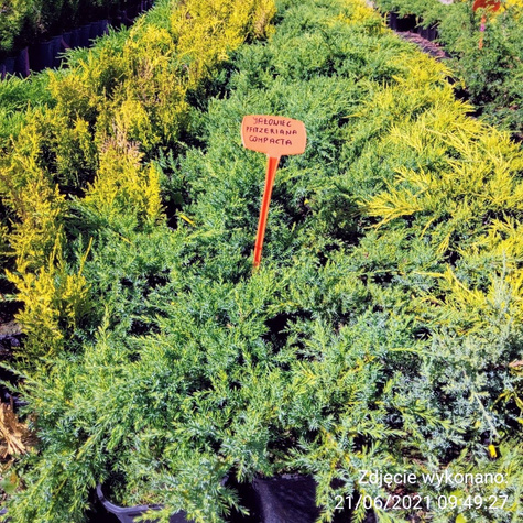 Jałowiec pośredni Pfitzeriana Compacta