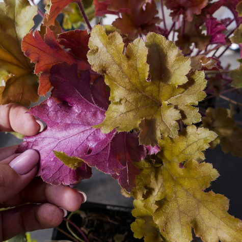 Żurawka ogrodowa Marmalade Bursztynowa (C2)