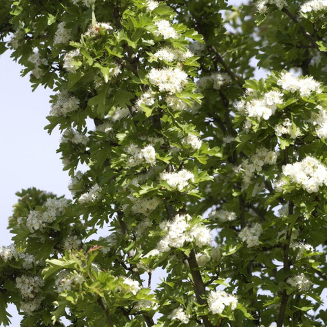 Głóg jednoszyjkowy Stricta kolumnowy