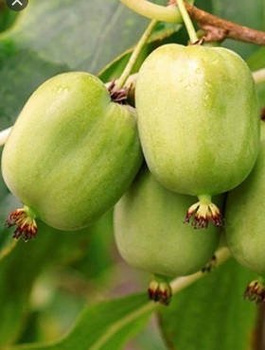 MINI KIWI Aktinidia Pstrolistna Dr Szymanowski Obupłciowa - zielona (C2)