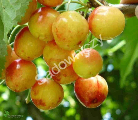 Czereśnia Buttnera Czerwona Poznańska w doniczce (C2)