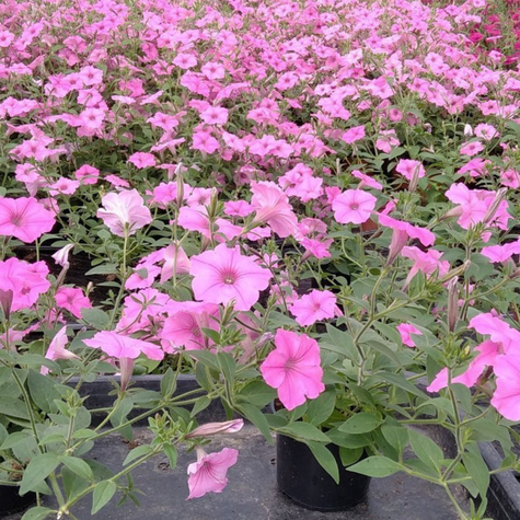 Surfinia Supertunia Vista Bubblegum samoczyszcząca