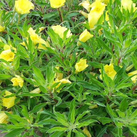 Wiesiołek ozdobny missouryjski Oenothera macrocarpa