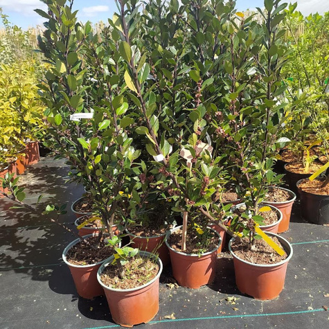 Ostrokrzew Meservy Heckenblau męski (C2)