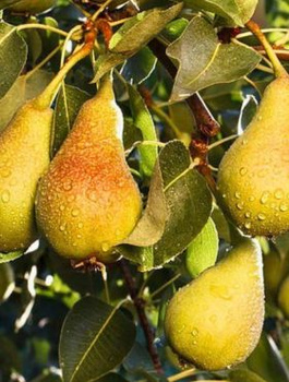 Grusza Bera Hardy Plant Pack
